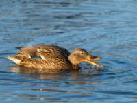 Stockente Weibchen